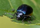 02) Alder Beetle.jpg